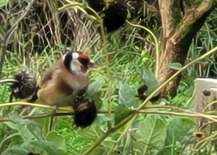 De Sprokkel Bed and breakfast Milsbeek